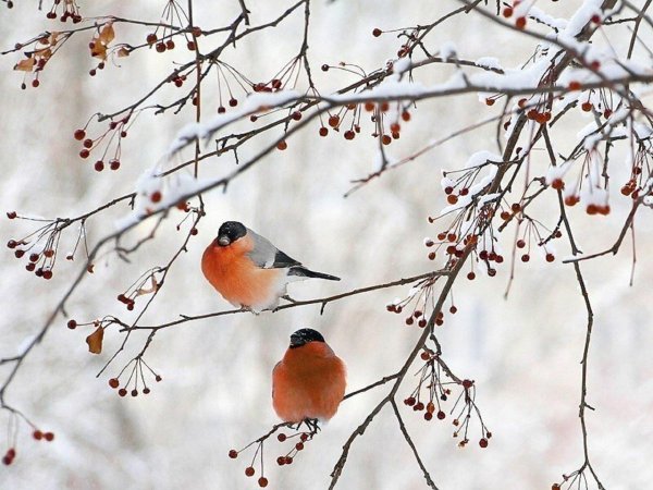 снегири самка и самец