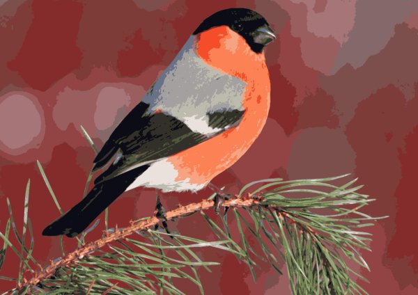 снегирь обыкновенный