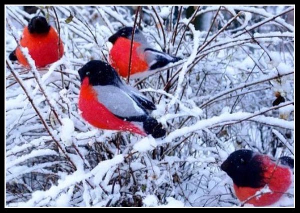 красногрудый снегирь