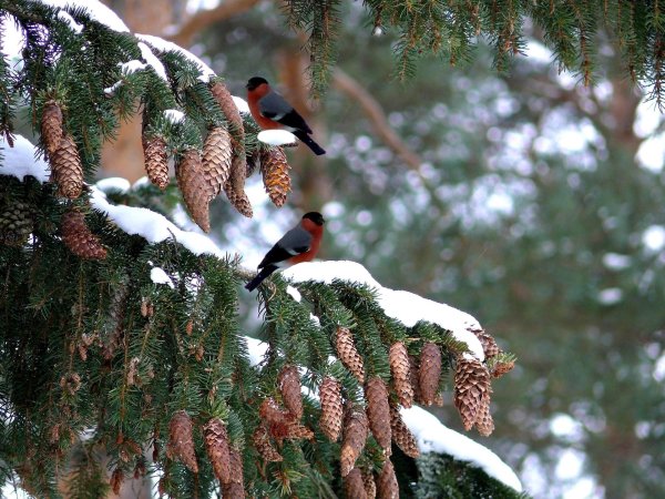 птицы в зимнем лесу