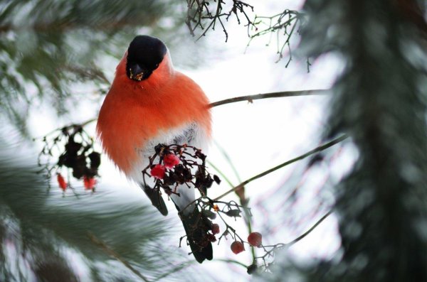 лесной снегирь