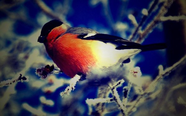 снегирь вьюрковые