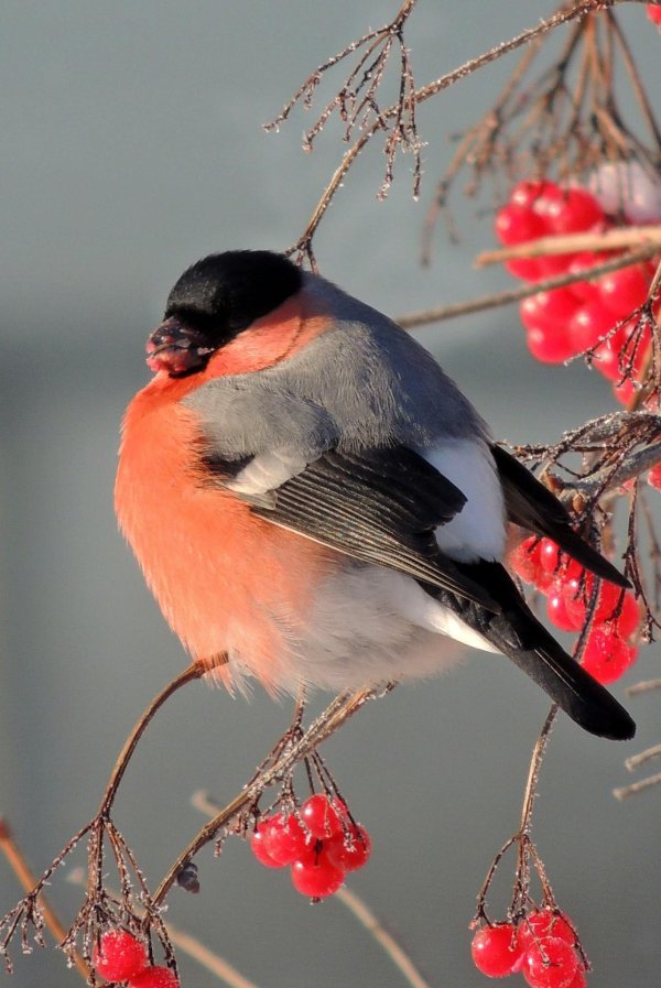 желтоспинный снегирь