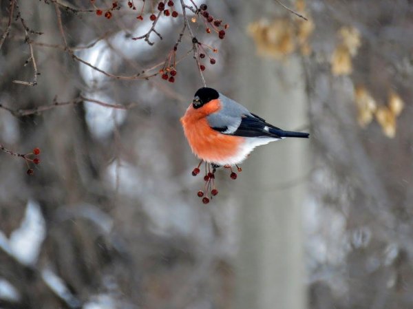 снегирь синица свиристель
