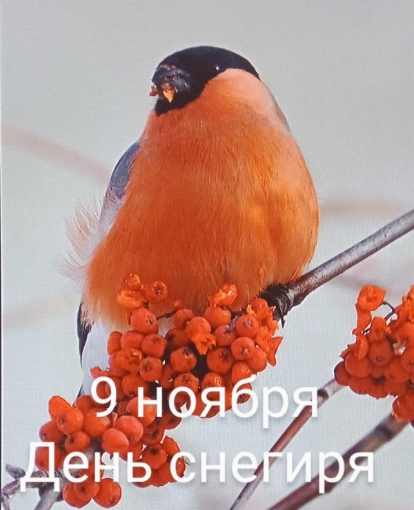 зимующие снегирь