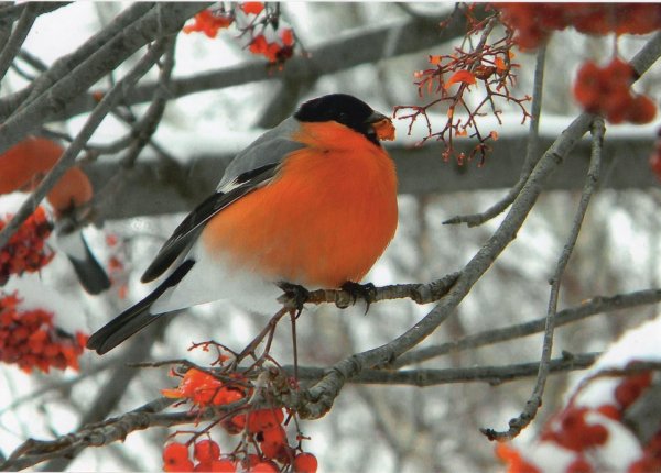 снегирь обыкновенный pyrrhula pyrrhula