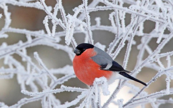 снегирь вьюрковые