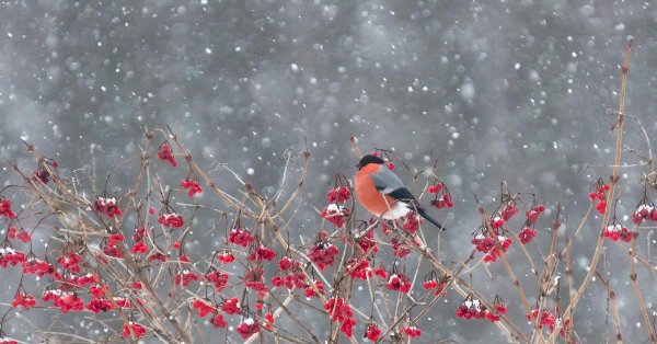 желтоспинный снегирь