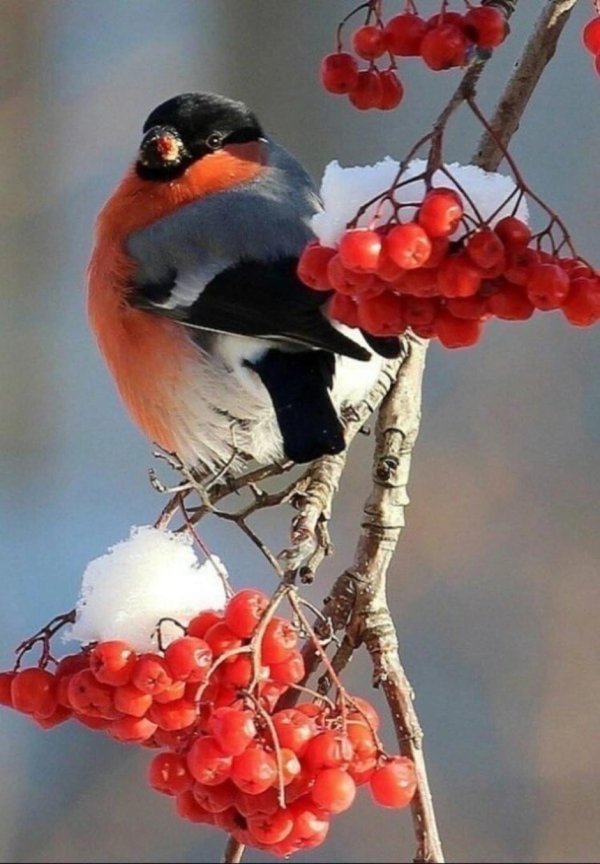 желтоспинный снегирь