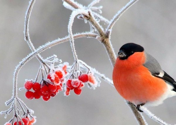 желтоспинный снегирь