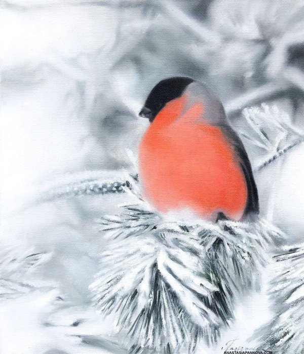 снегирь вьюрковые