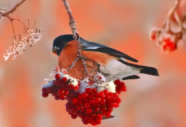 красногрудый снегирь