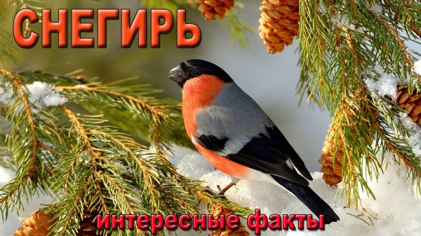 обыкновенный снегирь
