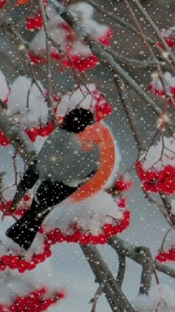 рябина в снегу