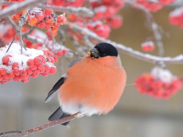 желтогрудый снегирь