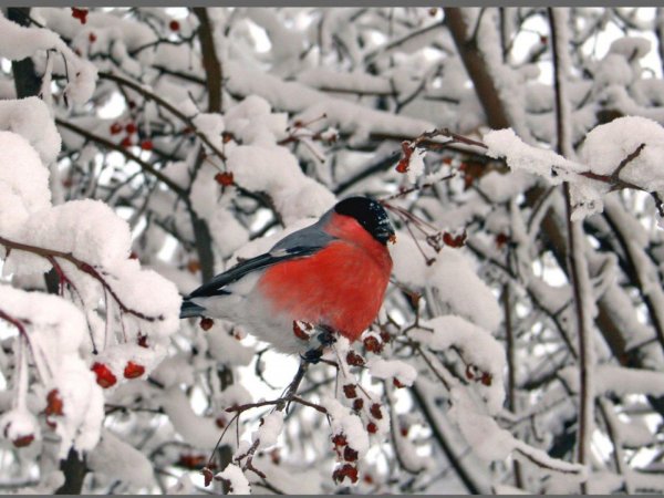 снегири зимой