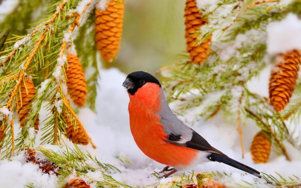 желтогрудый снегирь