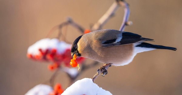 снегирь ест рябину