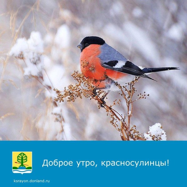 доброго утра зимнего