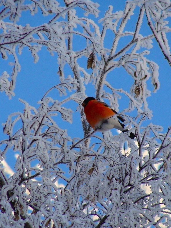 зимний пейзаж со снегирями