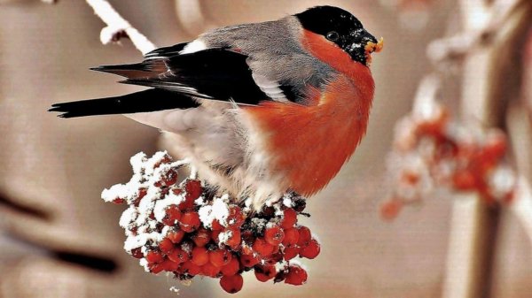 птица снегирь