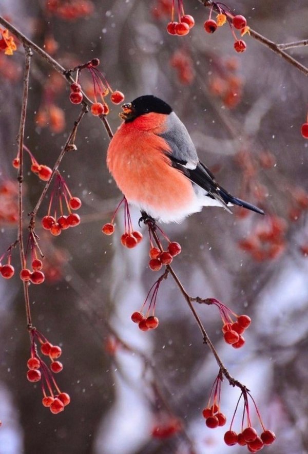уссурийский снегирь