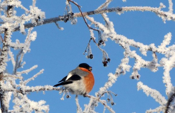 зимние птицы