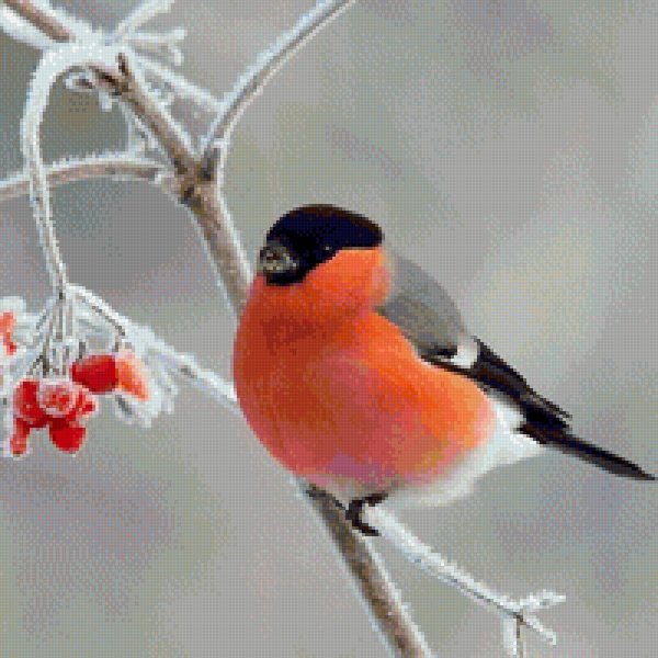 желтогрудый снегирь