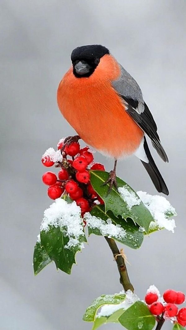 птица снегирь