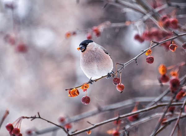самка снегирей