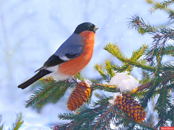 архангельские снегири