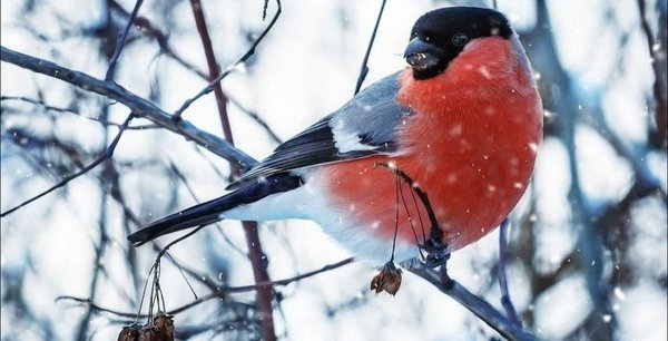 красногрудый снегирь