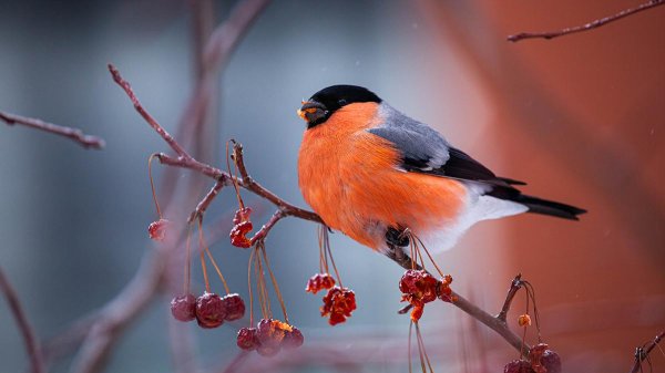 снегирь обыкновенный
