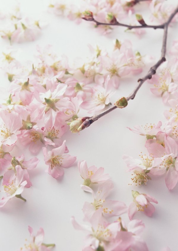 цветки сакуры