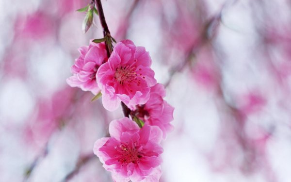 цветение персика