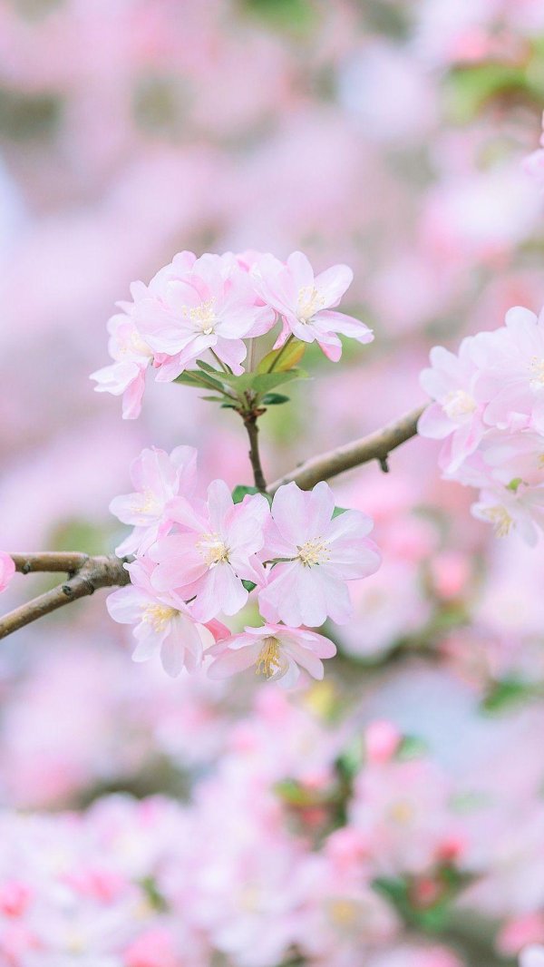 цветущее дерево