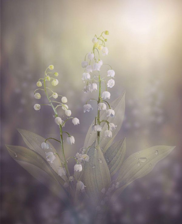 ландыши открытка