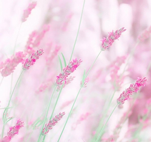 лаванда lavandula эстетика