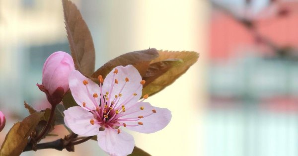 вишни в цвету