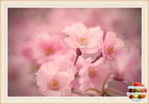 цветок нежный