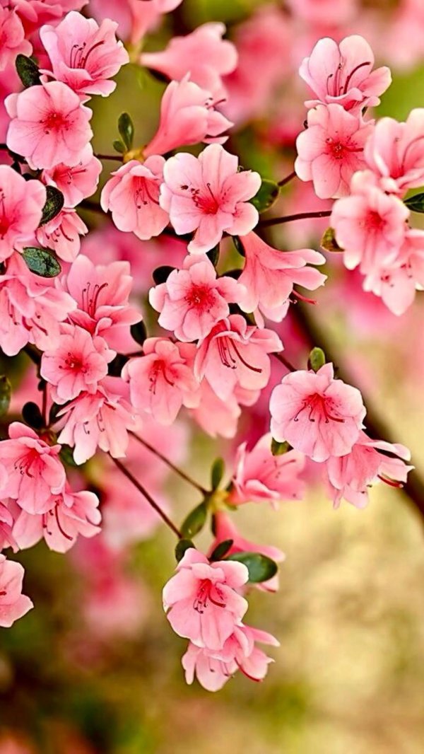 красивая цветок