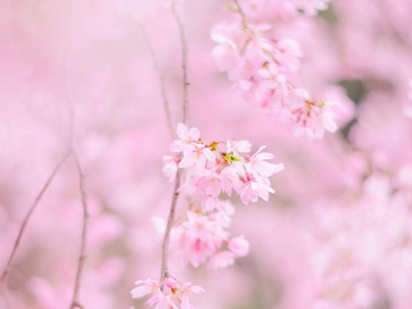 красивый фон с сакурой