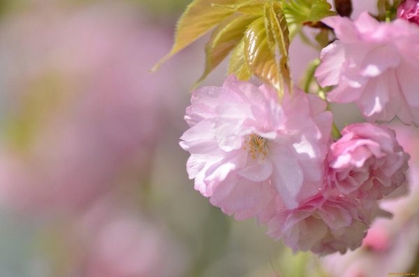 весна нежный