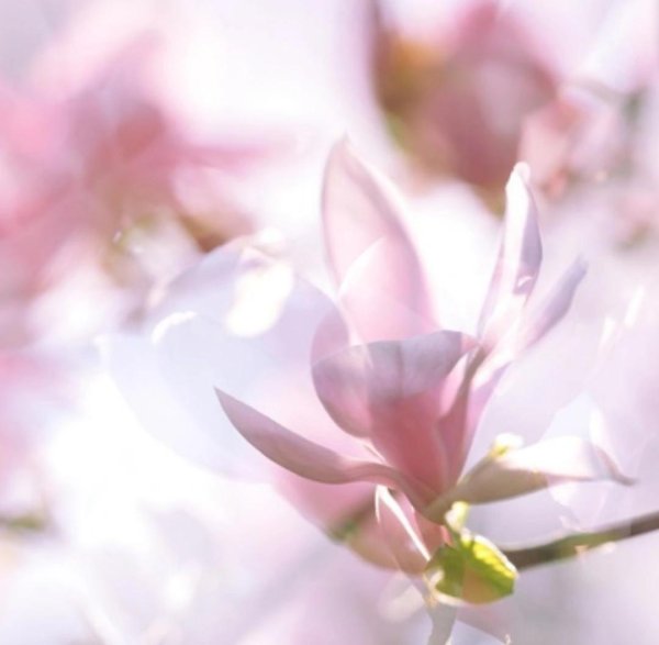 розовая магнолия