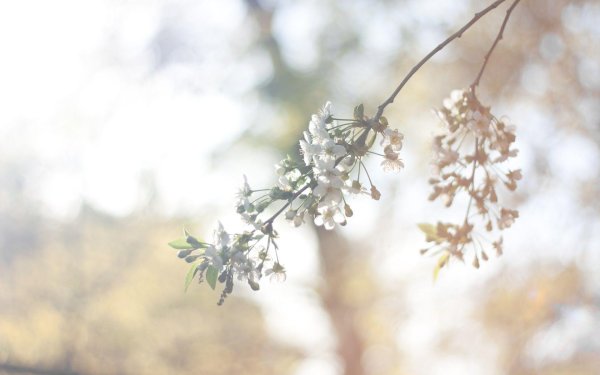 природа весна