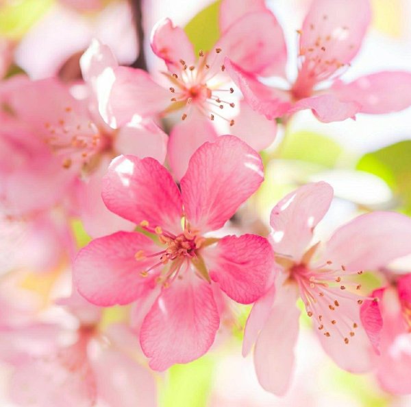 розовая яблоня