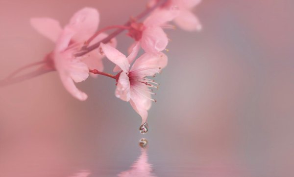 цветки сакуры