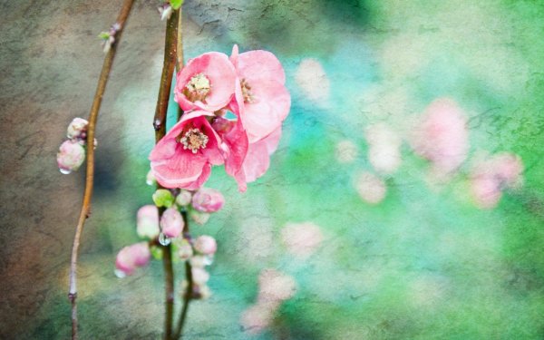 цветок весенний