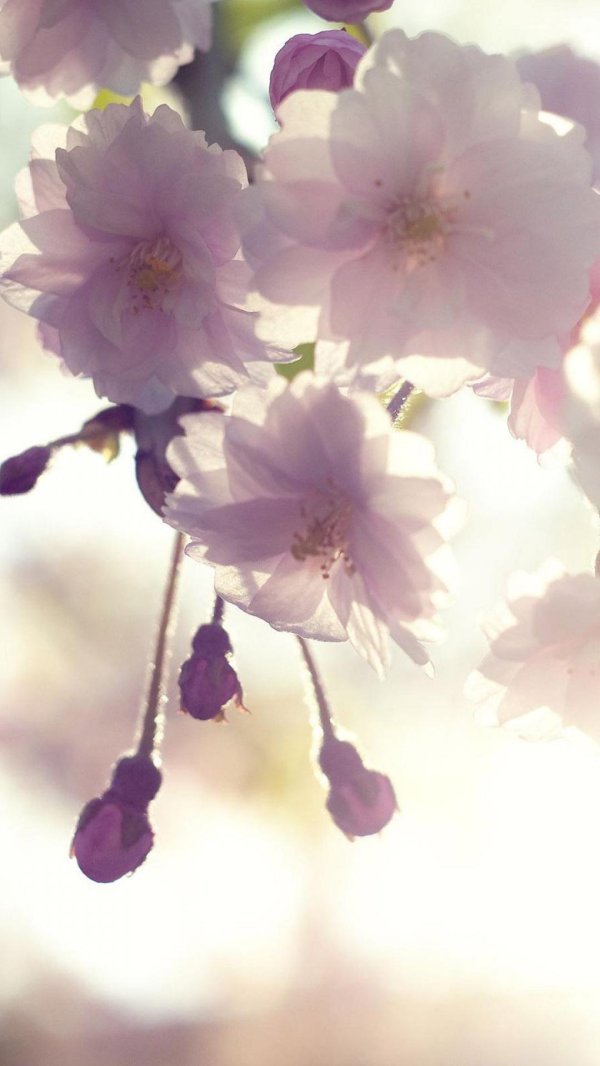 нежнейшие цветы