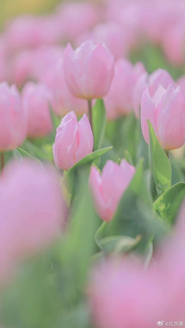 цветочные фоны